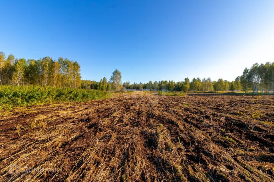 земля г Тюмень городской округ Тюмень, СНТ Облепиховое фото 4