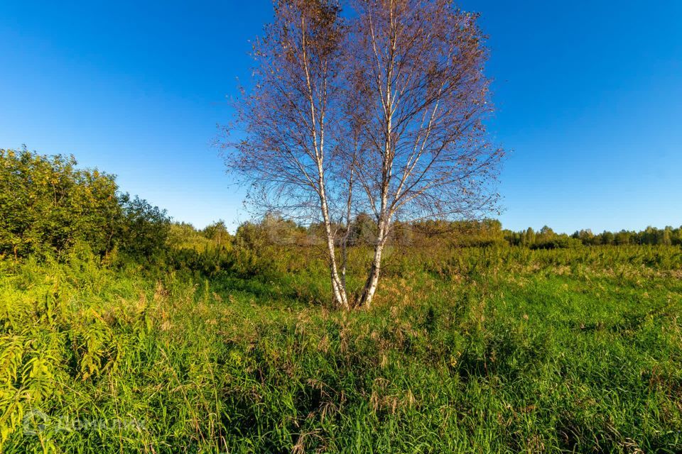 земля г Тюмень городской округ Тюмень, СНТ Облепиховое фото 3