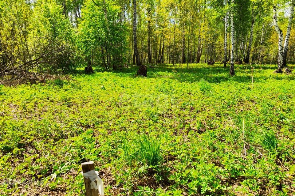 земля р-н Новосибирский село Каменка фото 5