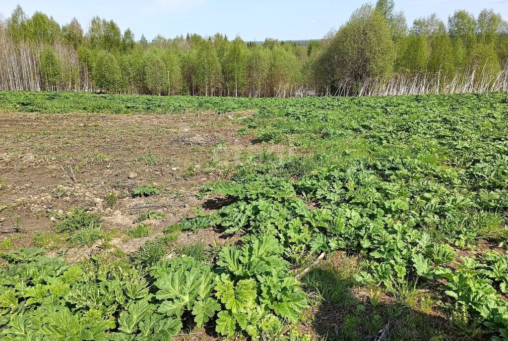 земля р-н Сыктывдинский с Лэзым муниципальное образование Лэзым фото 1