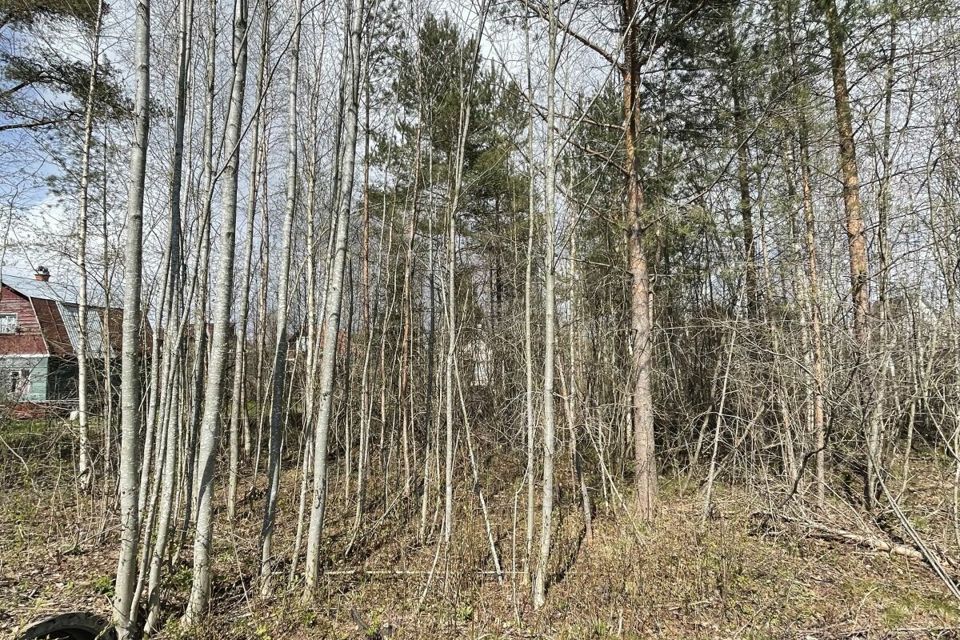 земля р-н Всеволожский СНТ Родник фото 1