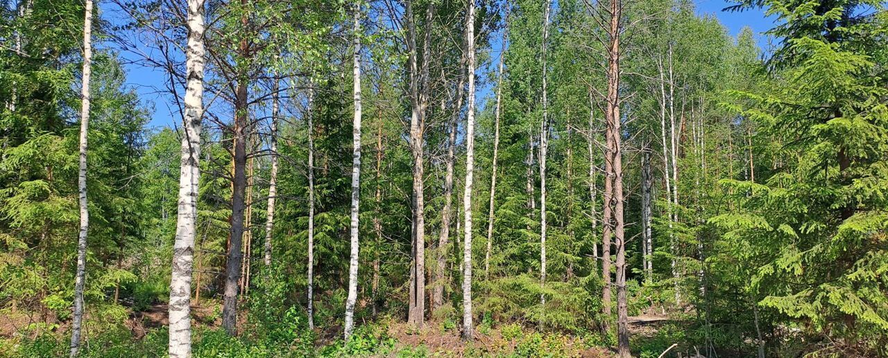 земля р-н Всеволожский д Лесколово ул Лесная Трасса Сортавала, 9745 км, Лесколовское сельское поселение, массив Ойнелово фото 8