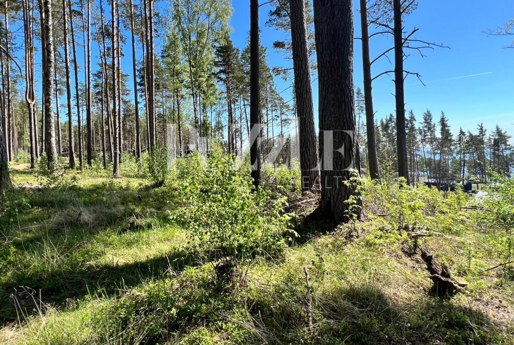 земля р-н Выборгский п Пески Полянское сельское поселение фото 3