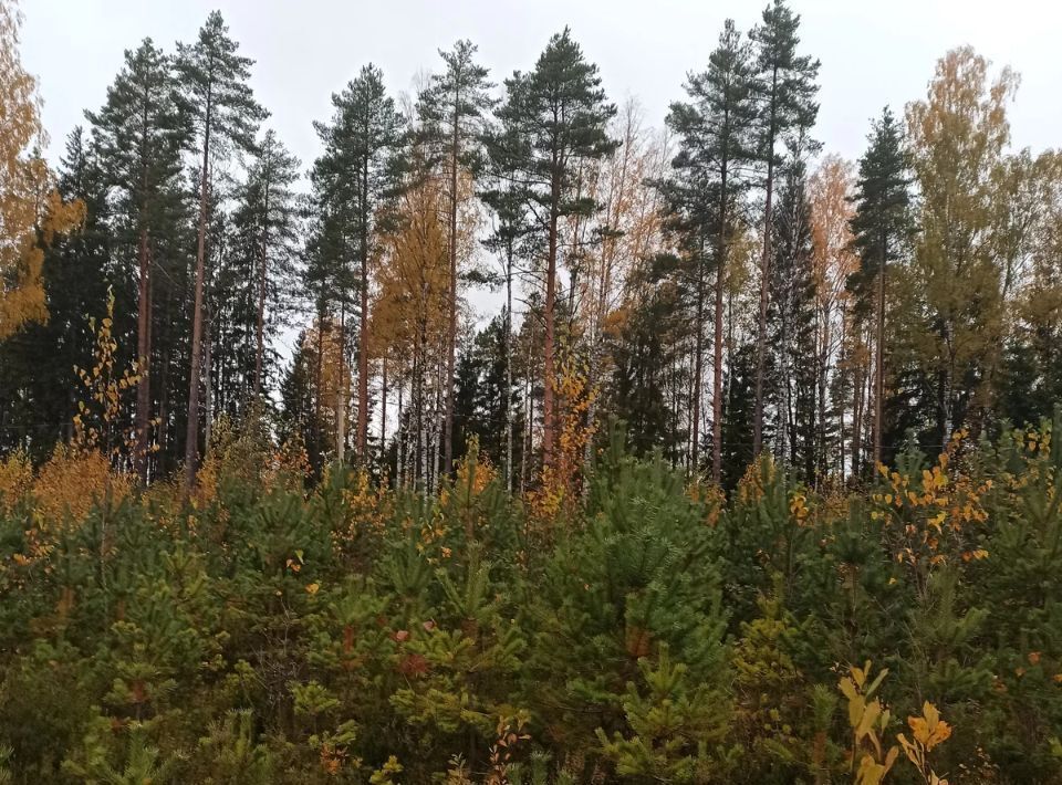 земля р-н Всеволожский г Сертолово Медное Озеро-3 СНТ, ул. Главная фото 4