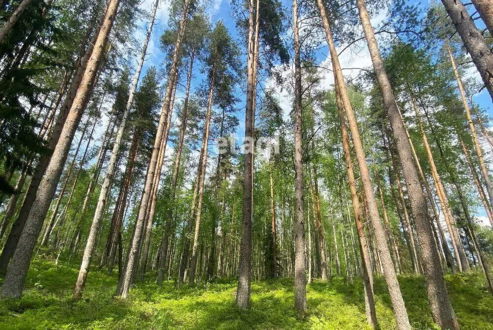 земля р-н Всеволожский д Керро Куйвозовское сельское поселение фото 3