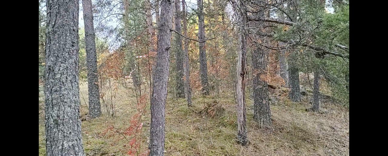 земля р-н Кондопожский д Мережнаволок Янишпольское сельское поселение, Кондопога фото 2