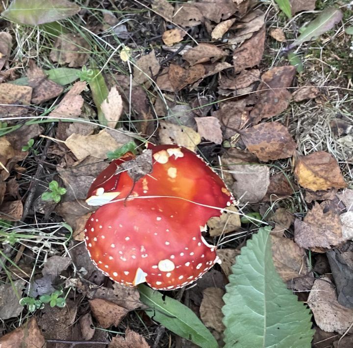 дом городской округ Чехов д Беляево 128/1 фото 20