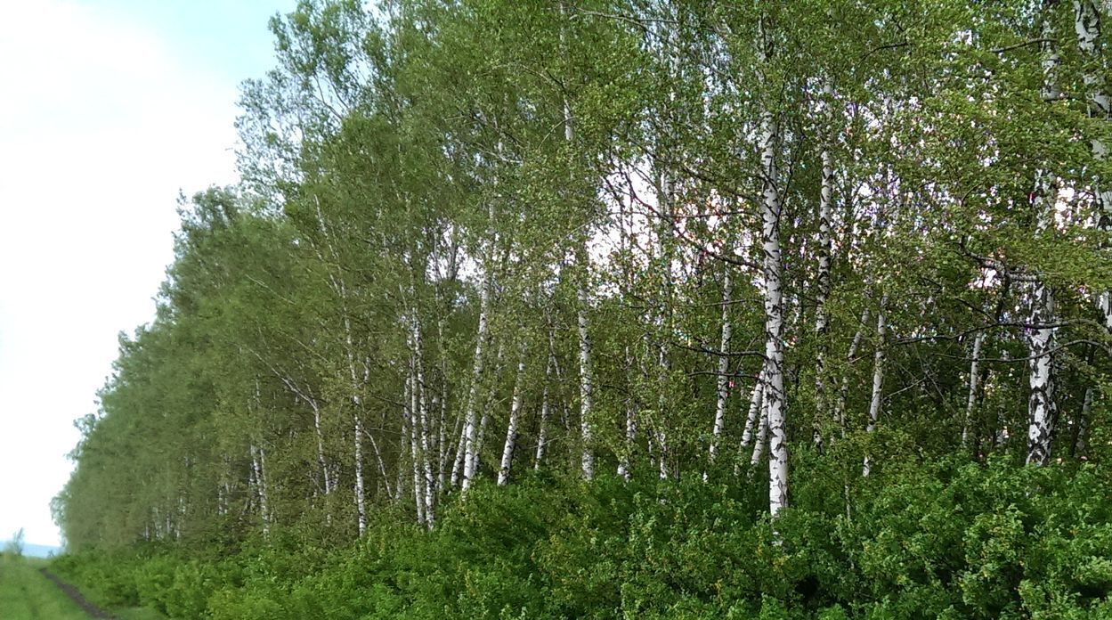 земля городской округ Шебекинский п Шебекинский КП Пристень с. Пристень фото 9