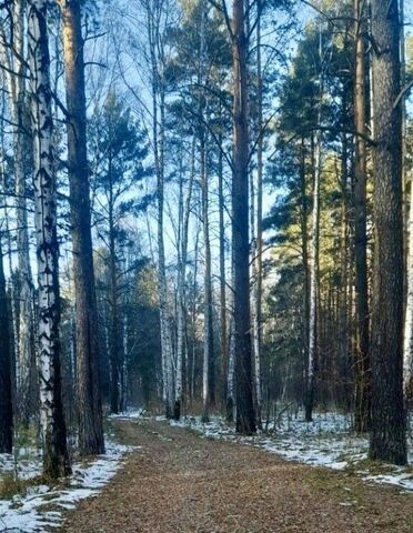 земля пос. Лесных поместий Острова, Белоярский городской округ фото