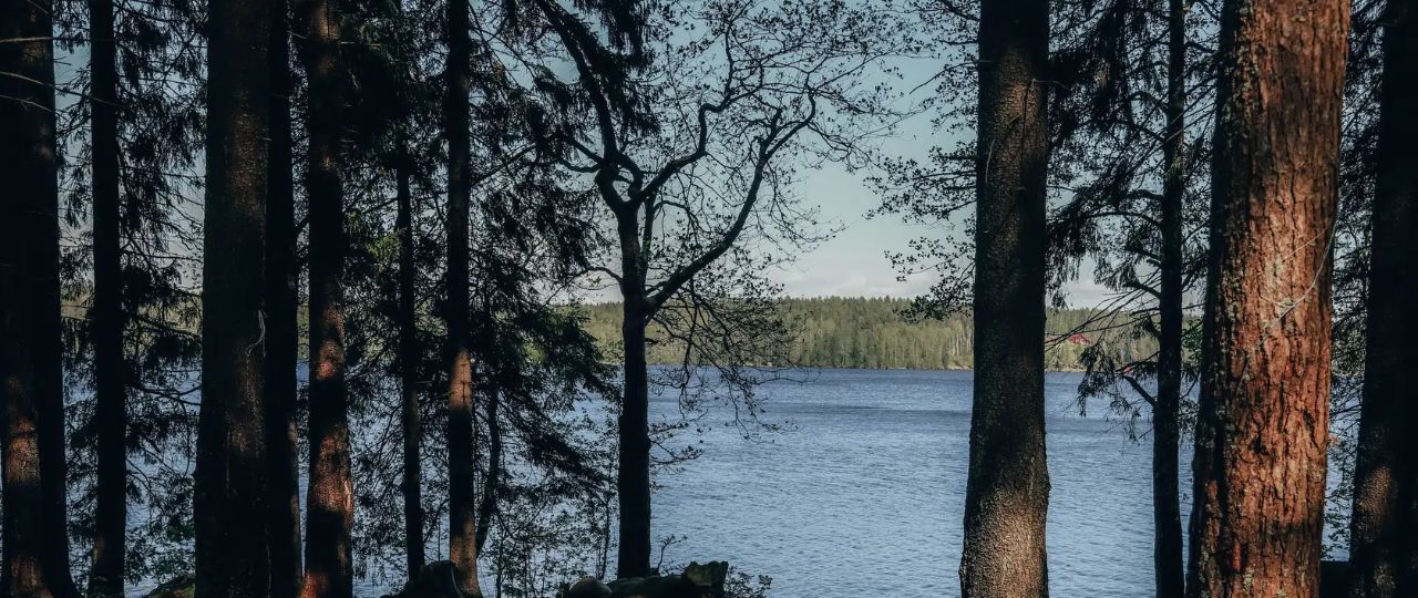 земля р-н Выборгский Приморское городское поселение, Лесная Ривьера кп, 85 фото 3