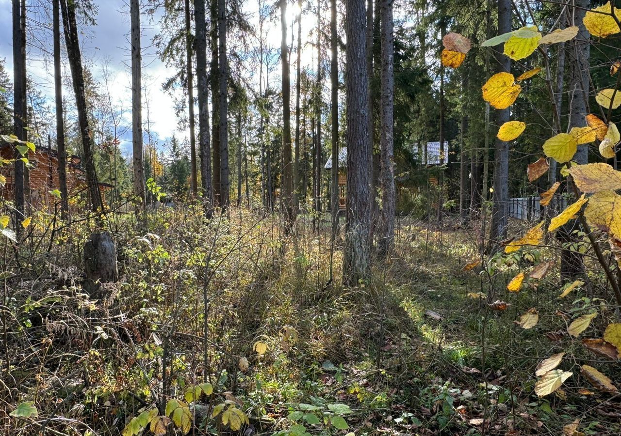 земля городской округ Пушкинский д Могильцы р-н мкр Пушкинский лес 9756 км, Лес, Софрино, Ярославское шоссе фото 2