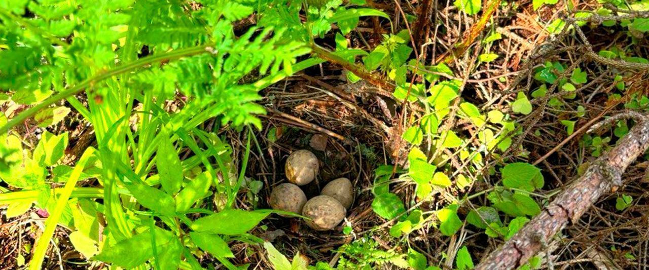 земля городской округ Дмитровский д Матвейково фото 27