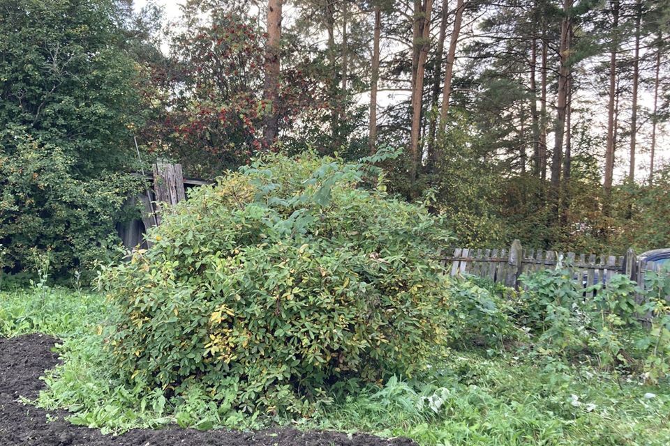 земля Берёзовский городской округ, Берёзовский фото 1