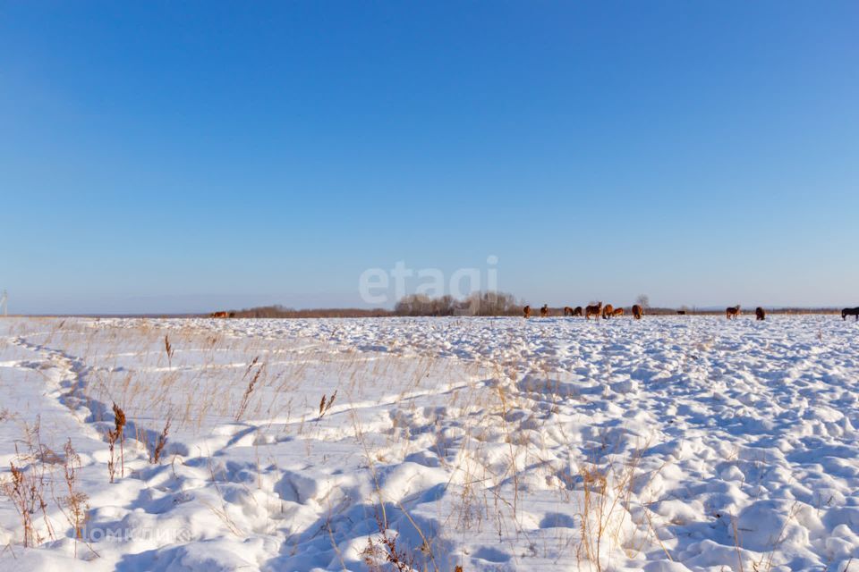 земля р-н Хабаровский село Заозёрное фото 7