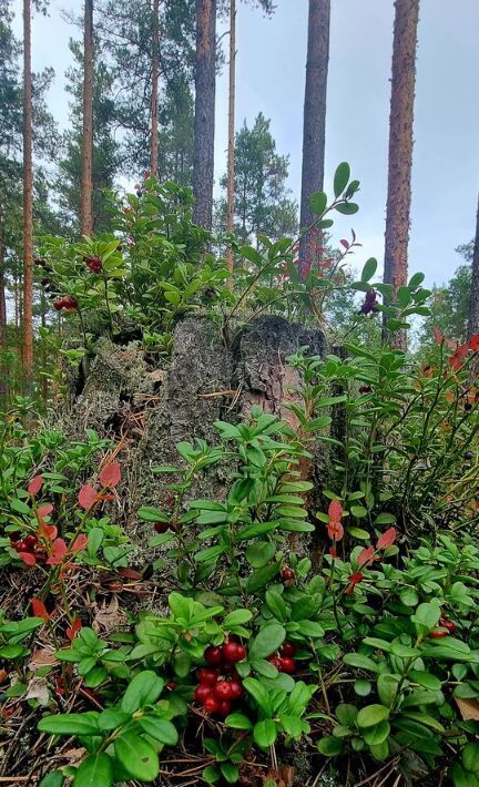 дом р-н Выборгский Приморское городское поселение, Лесная Ривьера кп, 89 фото 29