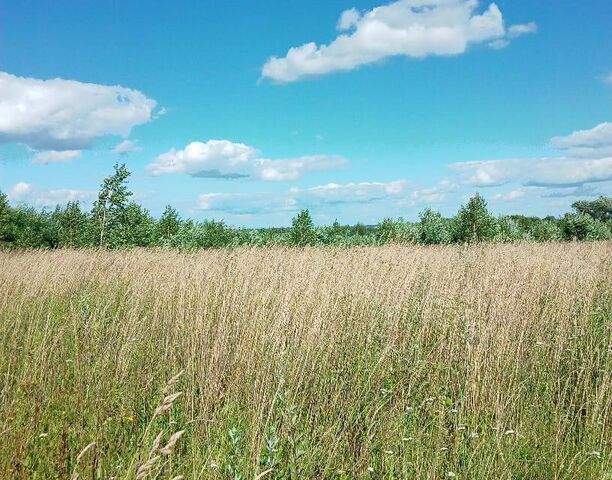 СТ Борщевщина фото