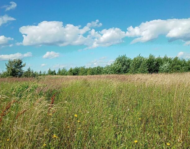 СТ Борщевщина фото