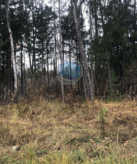 земля городской округ Пушкинский д Могильцы р-н мкр Пушкинский лес фото 1