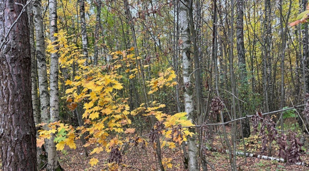 офис городской округ Богородский г Ногинск фото 1