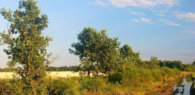 земля р-н Всеволожский Рахьинское городское поселение фото 3