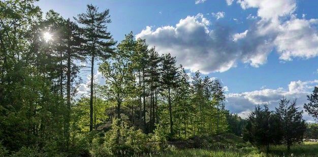 земля р-н Всеволожский Рахьинское городское поселение фото 5