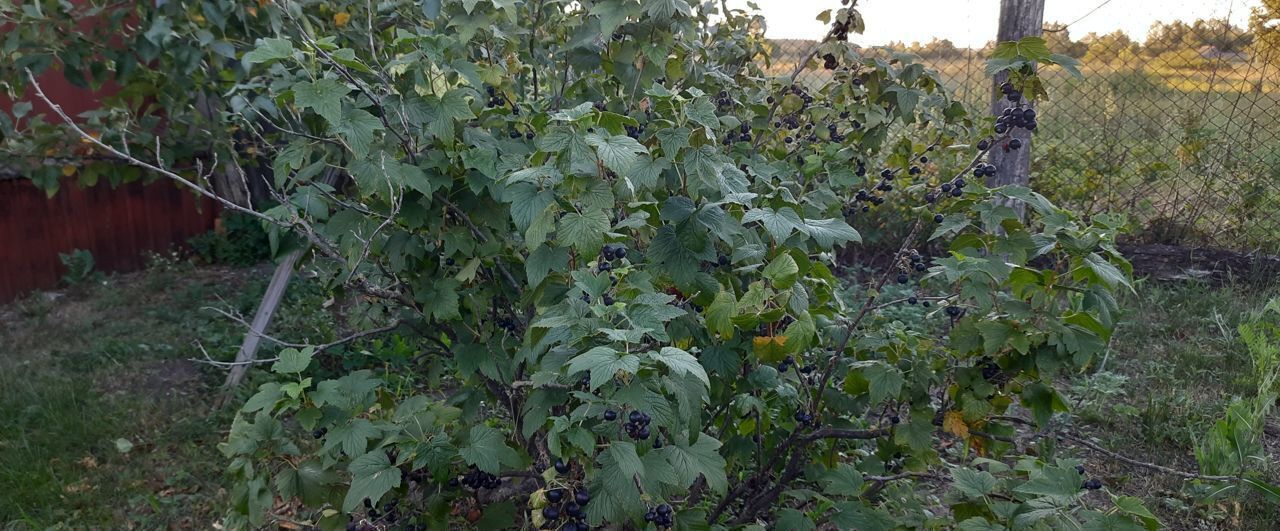 дом р-н Ртищевский с Потьма Ртищево, Макаровское муниципальное образование фото 17