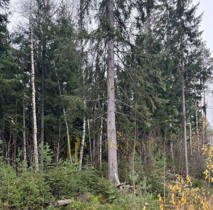 земля р-н Лужский снт Жемчужина Сертоловское городское поселение, Беговая, 889, Всеволожский район, Северная фото 3