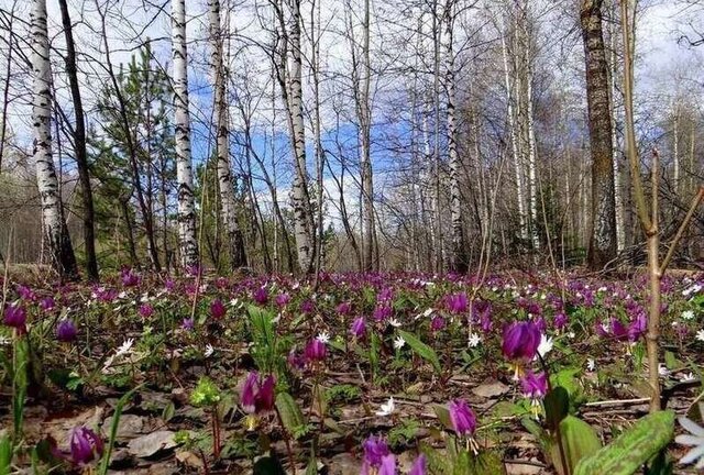 земля Воскресеновский сельсовет, Пенза фото