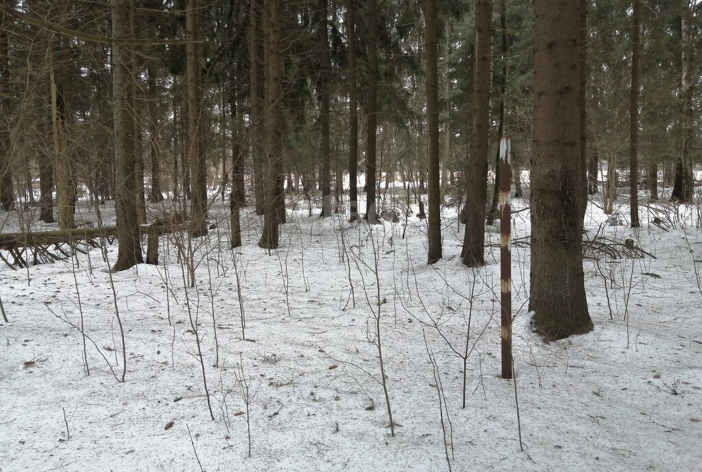 земля городской округ Дмитровский д Хорьяково Лобня фото 23