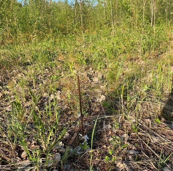 земля р-н Выборгский г Светогорск ул Лесная Светогорское городское поселение фото 14