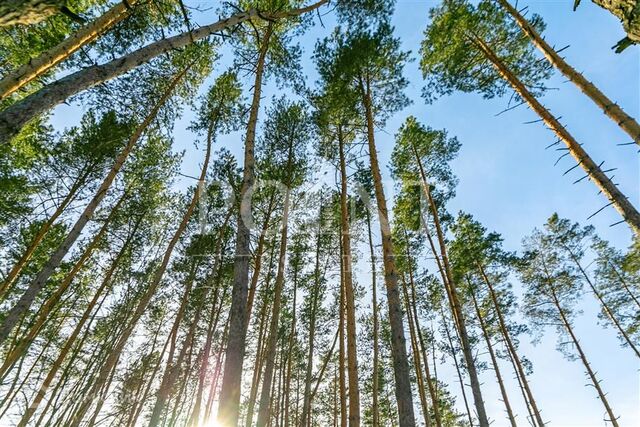 п Николина Гора коттеджный посёлок Никологорское фото