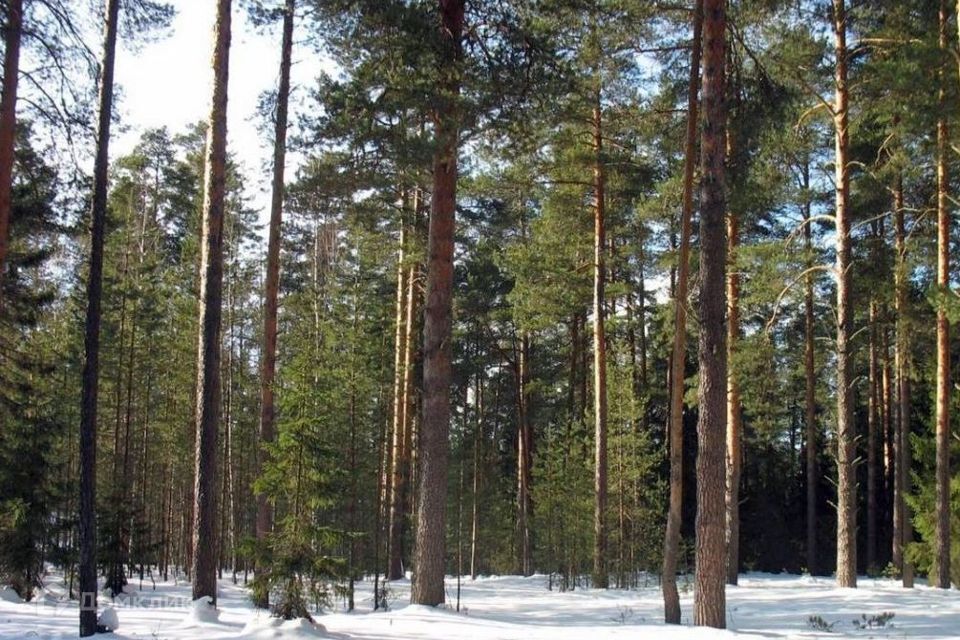 земля городской округ Одинцовский ДСК Ранис фото 1