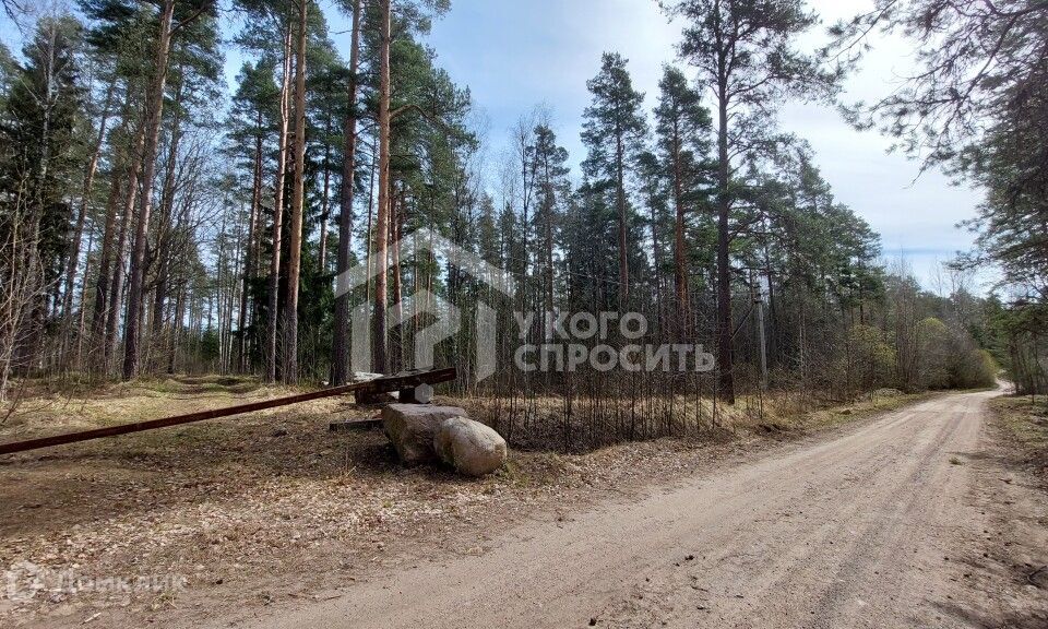 земля р-н Выборгский Бородинское фото 3