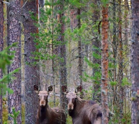 Большеключинское с/пос фото