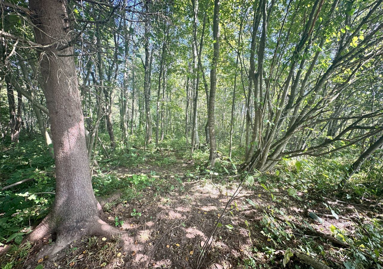 земля городской округ Клин д Вертково 68 км, Новопетровское, Новорижское шоссе фото 6