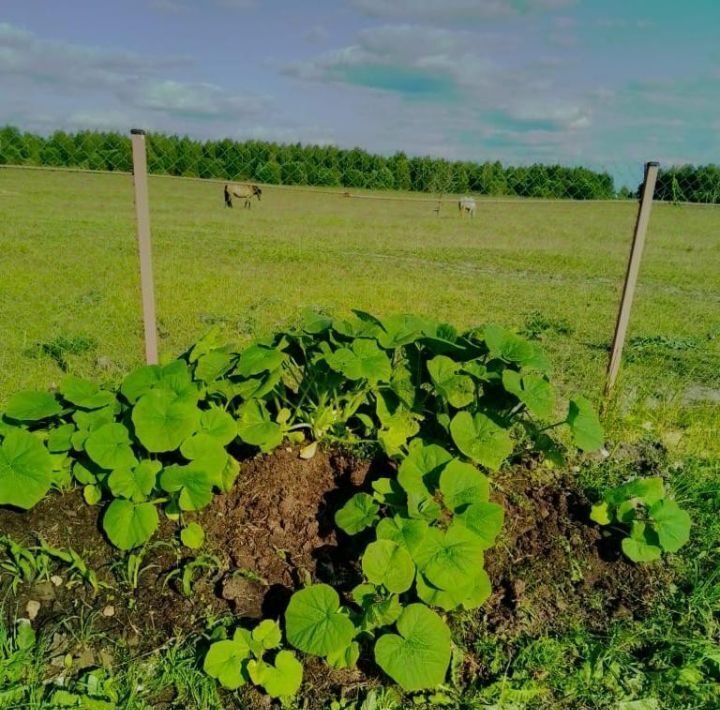 свободного назначения городской округ Егорьевск д Тимохино 1Б фото 41