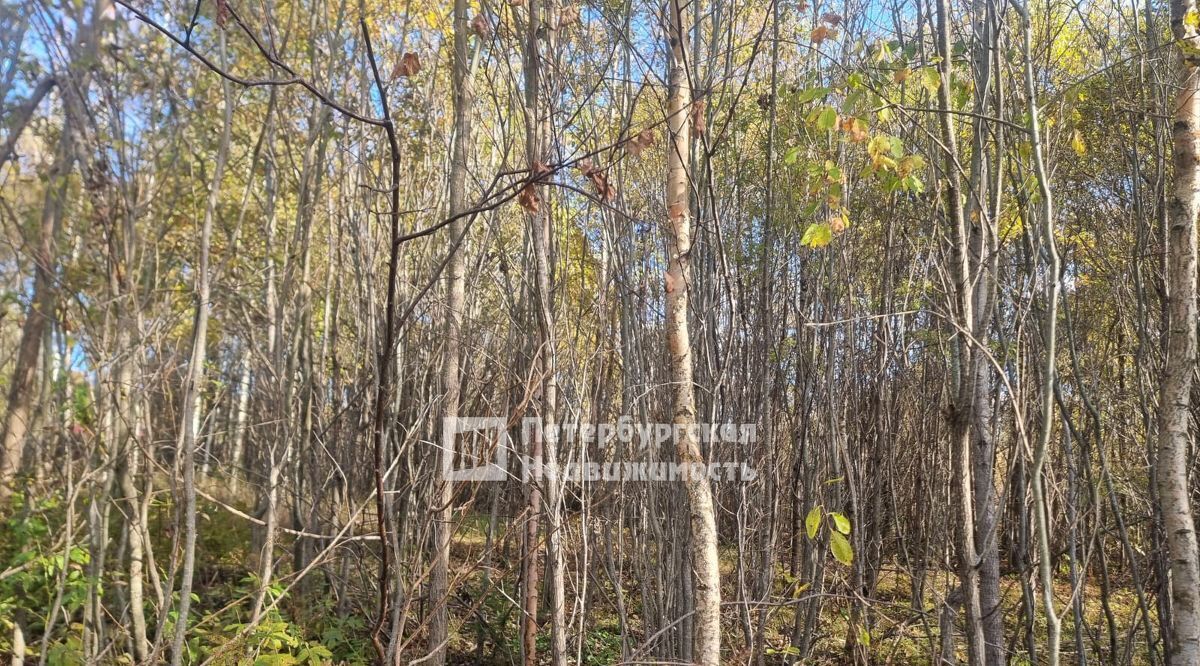 земля р-н Всеволожский нп Новая Лесколовское с/пос, линия, Рохма СНТ фото 10