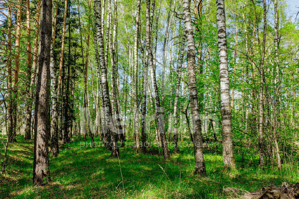 земля Вымпел КП фото 1