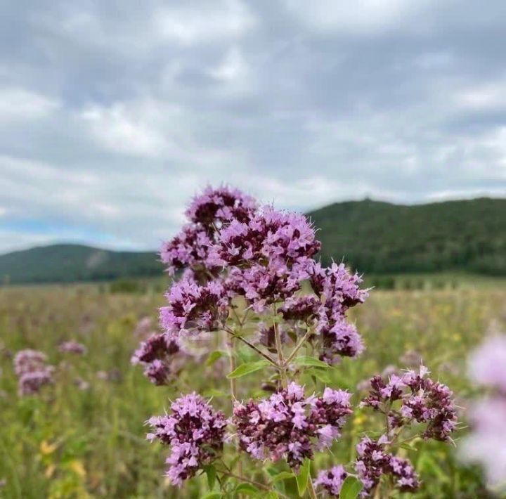 земля г Стерлитамак фото 2