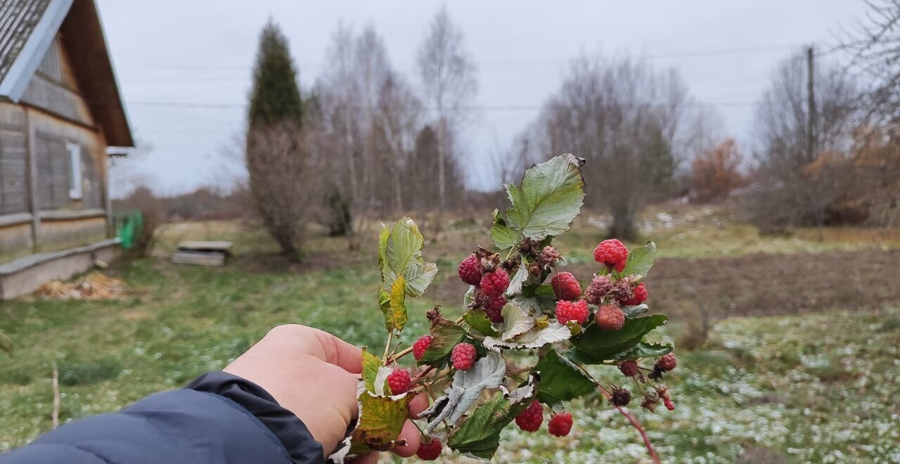 земля р-н Красногородский д Иванцево Красногородск фото 2