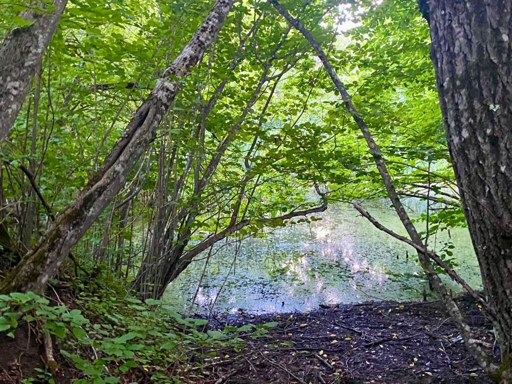 земля р-н Майкопский с Новопрохладное ул Садовая 17 фото 6