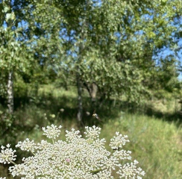 земля р-н Азовский с Самарское снт Самара 332 фото 1