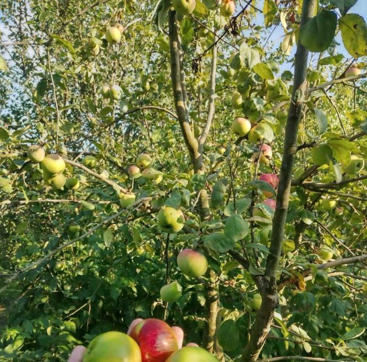 дом р-н Анапский г Анапа ул Центральная Куток хут. фото 25