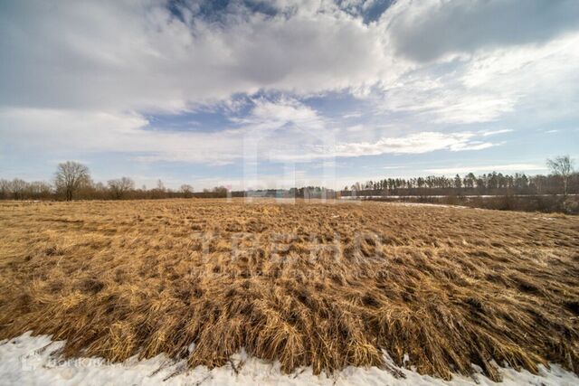 р-н Тосненский фото