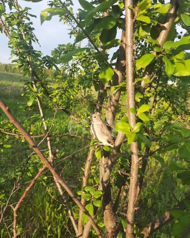 дом р-н Ферзиковский д Александровка сельское поселение село Ферзиково, северо-западнее пос. Ферзиково, Ферзиково фото 14