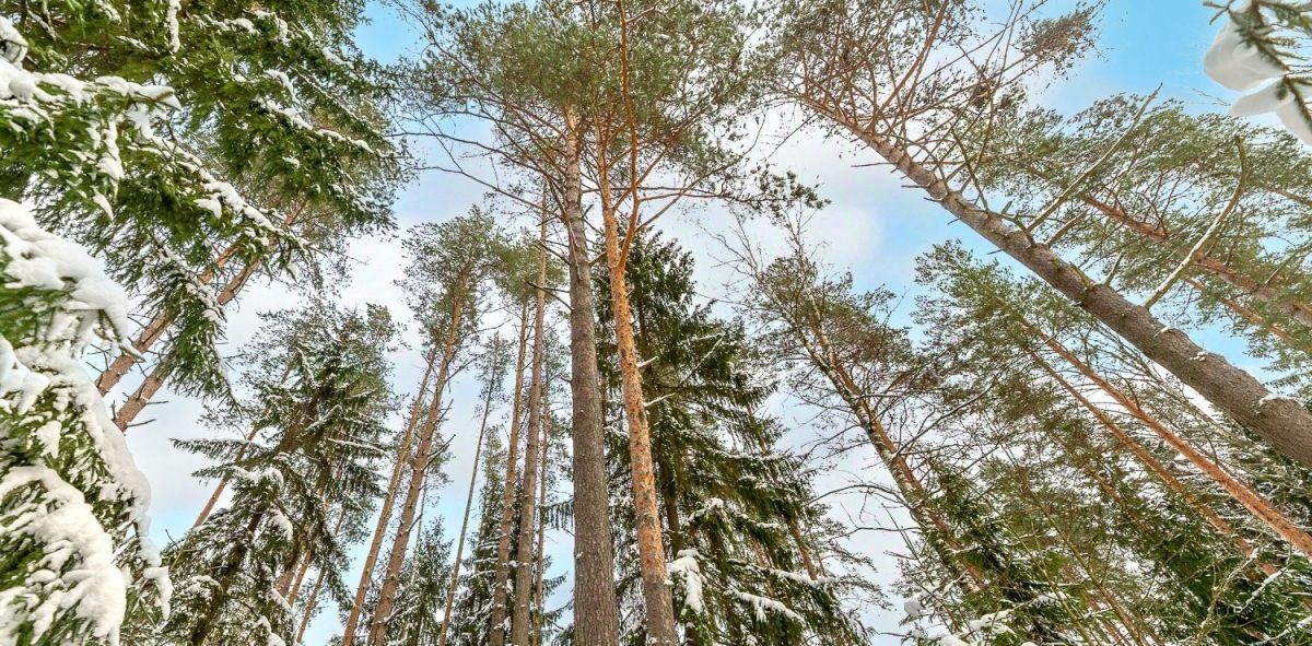 земля р-н Всеволожский п Западная Лица ул Капитан-лейтенанта Колесникова Сертоловское городское поселение, Озерки фото 2