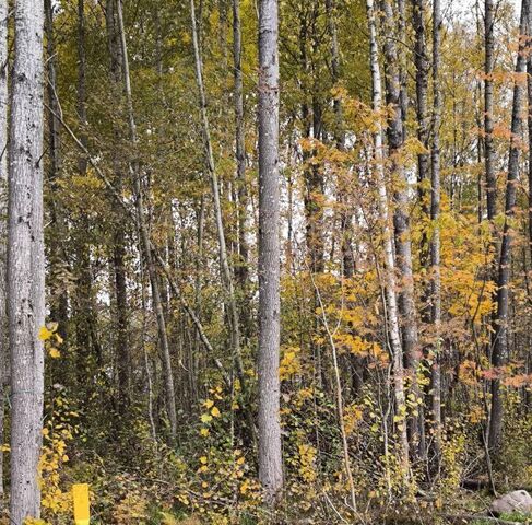 п Первомайское пос, Репиноф кп фото