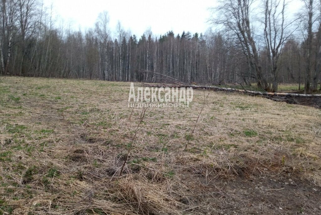 земля р-н Приозерский п Торфяное Мельниковское сельское поселение фото 1