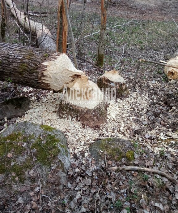 земля р-н Приозерский п Торфяное Мельниковское сельское поселение фото 6