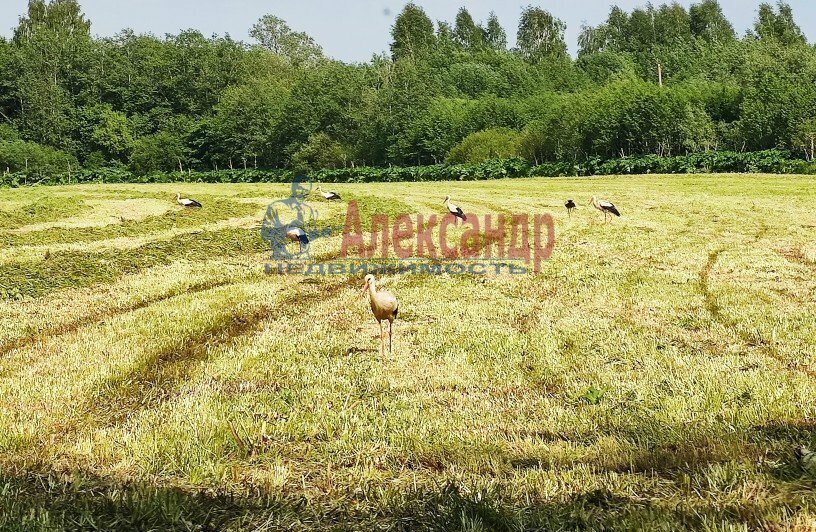 земля р-н Лужский п Володарское Володарское сельское поселение фото 4